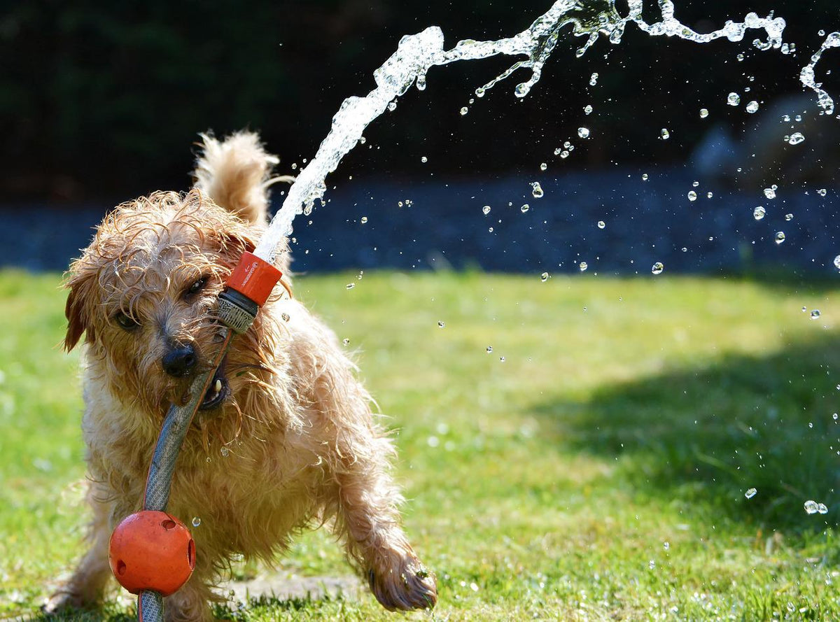 How long does it take best sale for a dog to cool down