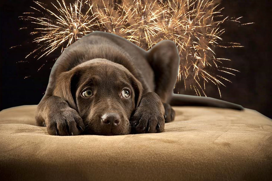 Dog tie for fireworks sale