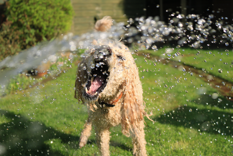 The Benefits of Dog Cooling Mats