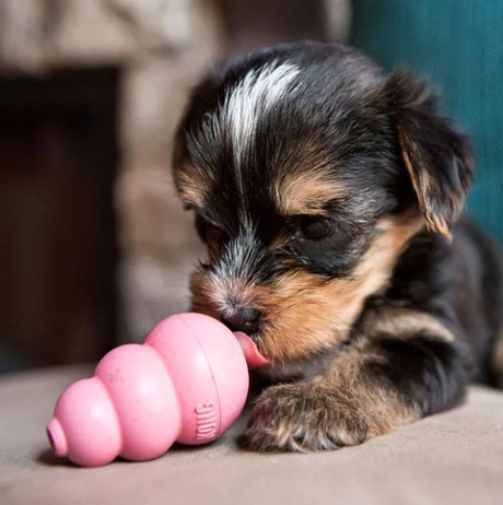 Enrichment Toys for Puppies