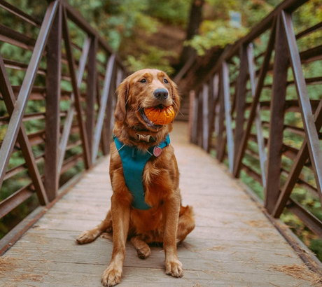 Why Use a Dog Harness