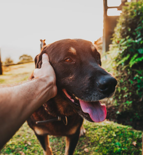 Top Summer Dog Cooling Products