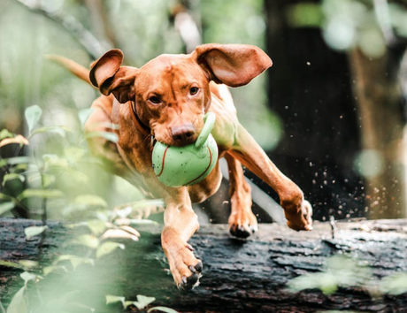 A joyful dog running across a grassy field with a tug ball toy held firmly in its mouth, showcasing its playful energy.