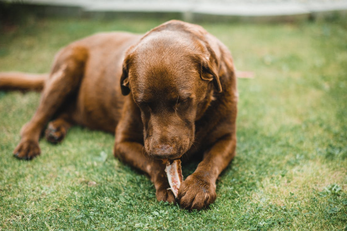 Dog swallowed cooked chicken bone best sale