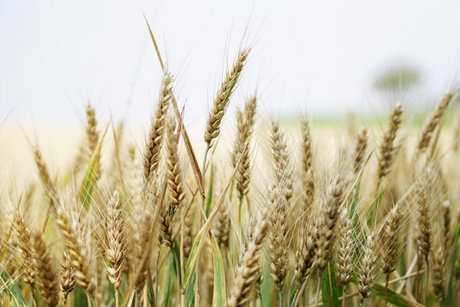 Can Dogs Eat Barley?