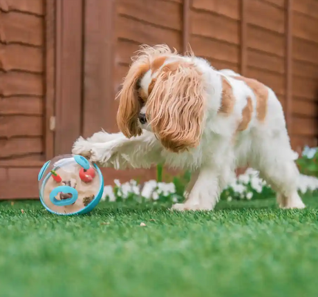 Benefits of Puppy Play Time