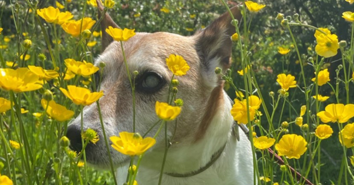 International Blind Dog Day