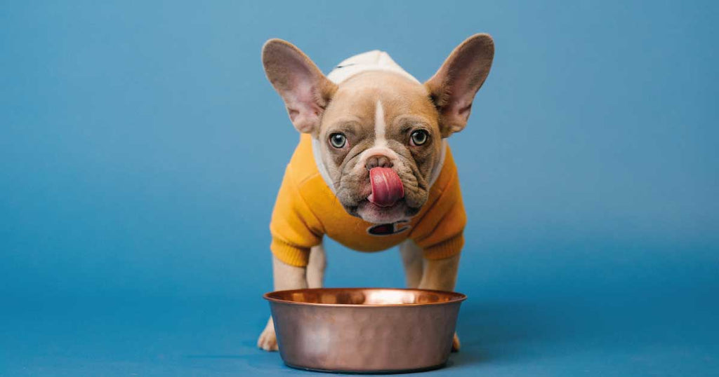 Green Slow Feeder Dog Bowl - Dog Slow Feeder - Company Of Animals UK