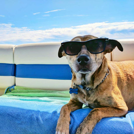 a picture of a dog on it's holiday with sunglasses on while sitting on a beach towel 