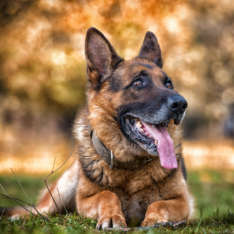 Best Dog Food For German Shepherd