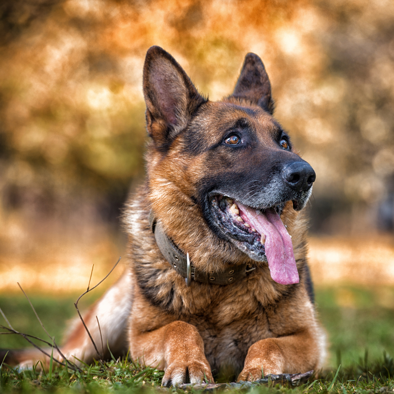 are greek shepherd noisy