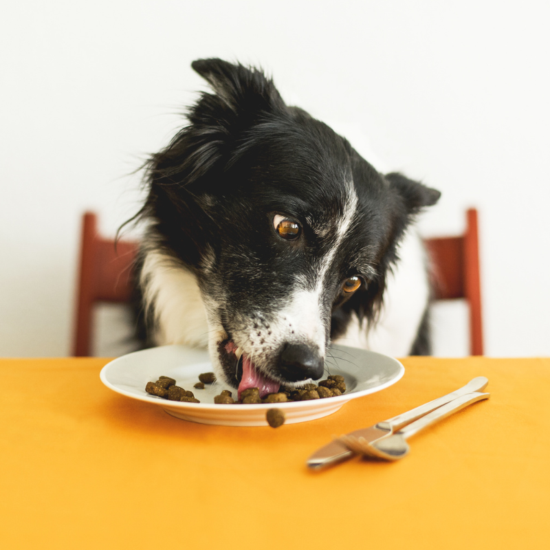 10 Reasons Your Dog Threw Up Undigested Food BETTY BUTCH