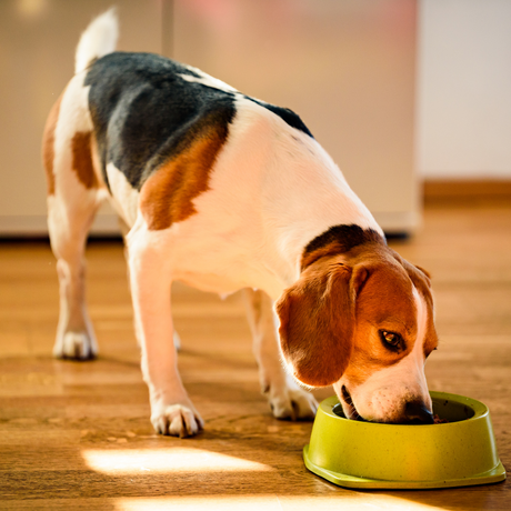 What Foods Are High-Fibre Dog Food?