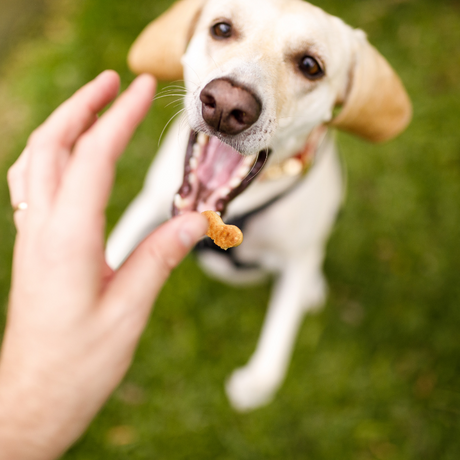 Why Is My Dog Not Eating His Food But Will Eat Treats?