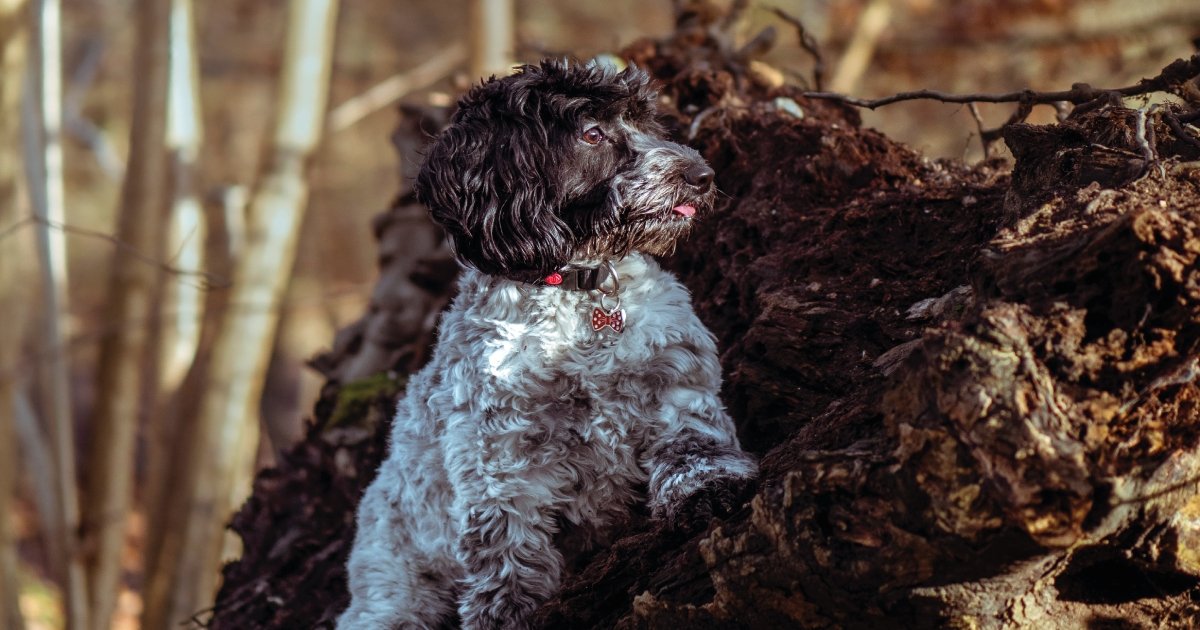 Breed Profile - Cockapoo | BETTY & BUTCH®