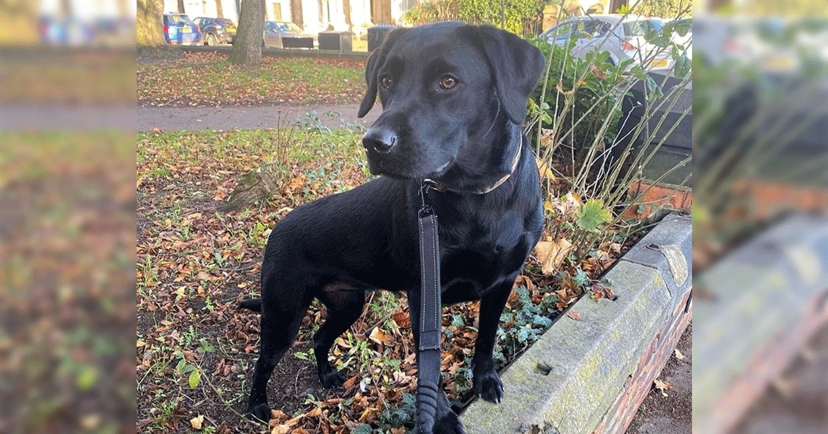 Breed Profile - Labrador Retriever | BETTY & BUTCH®