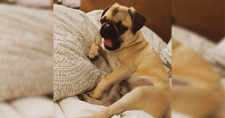 Breed Profile - Pug | BETTY & BUTCH®