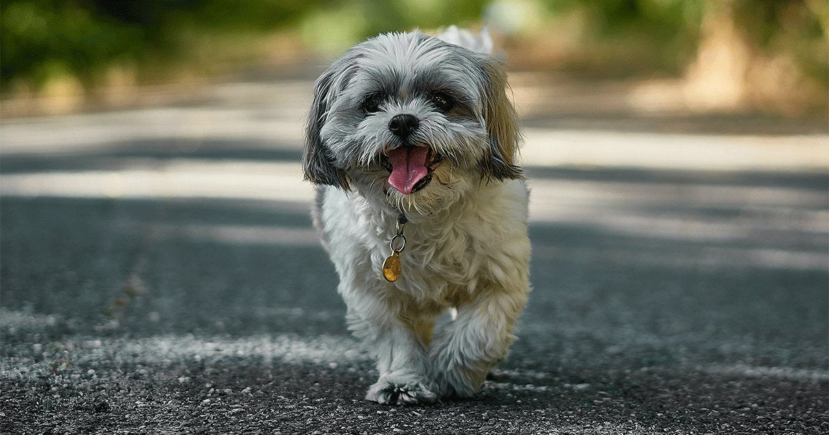 What Are The Best Toys For Shih Tzus?