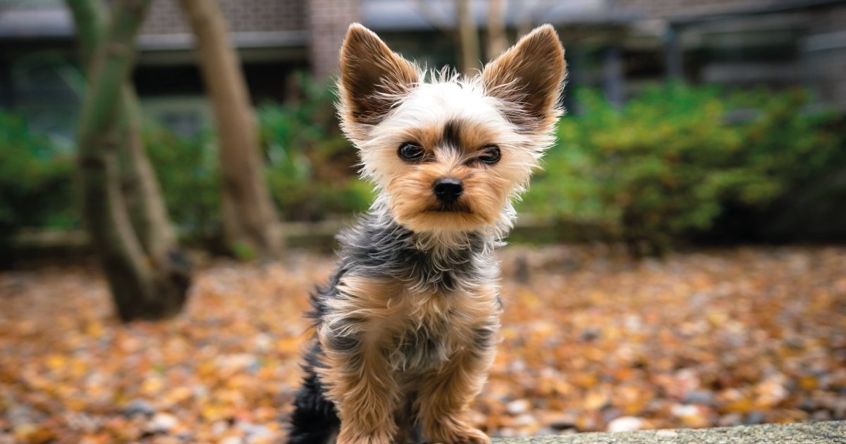Curly hair yorkie sale