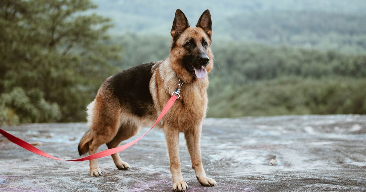 German Shepherd Breed Profile | BETTY & BUTCH®