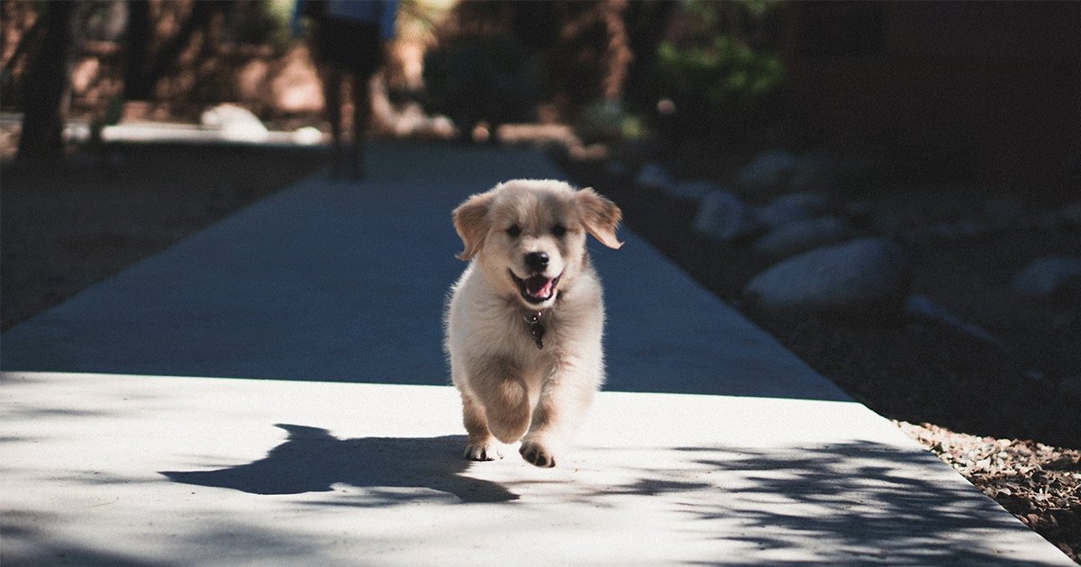 How To Toilet Train Your Puppy | BETTY & BUTCH®