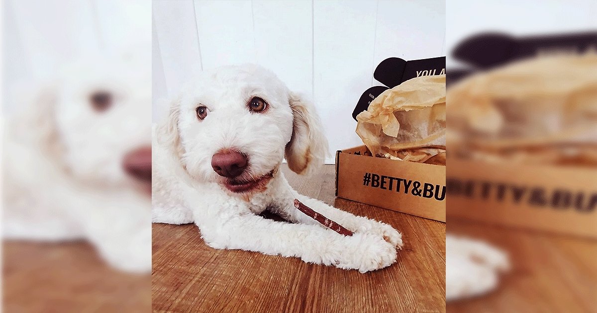 Hypoallergenic Dog Treats Which Are The Best BETTY BUTCH