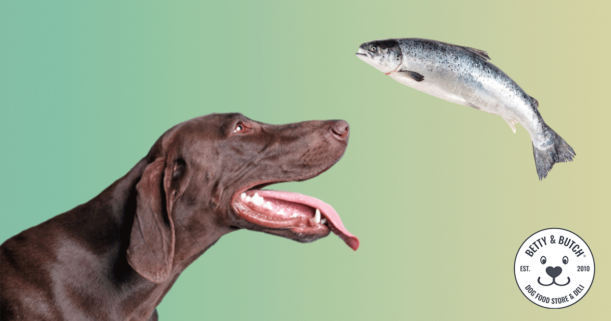 Is fish safe for dogs hotsell