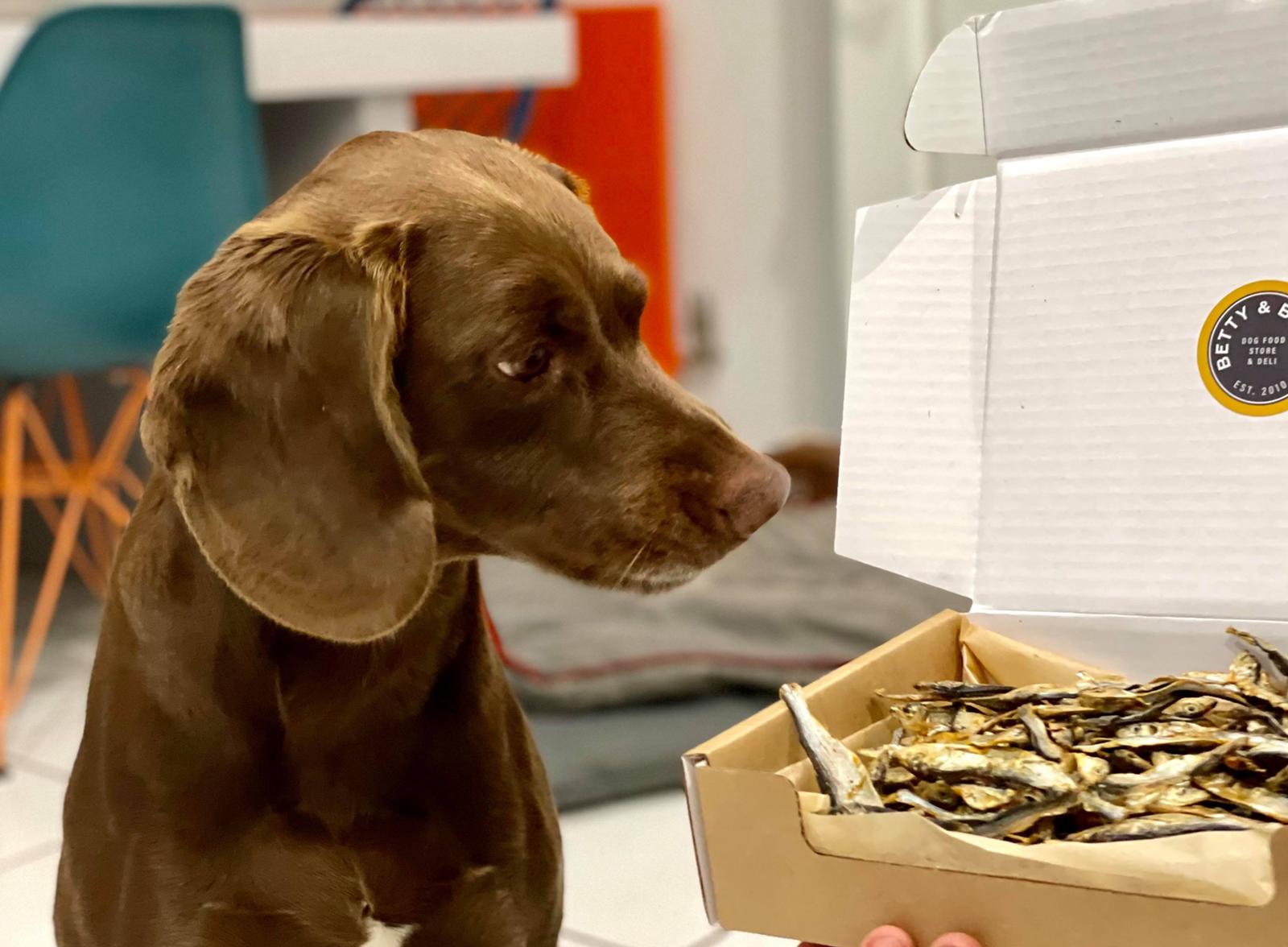 a dog looking a a box of sprat dog treats.