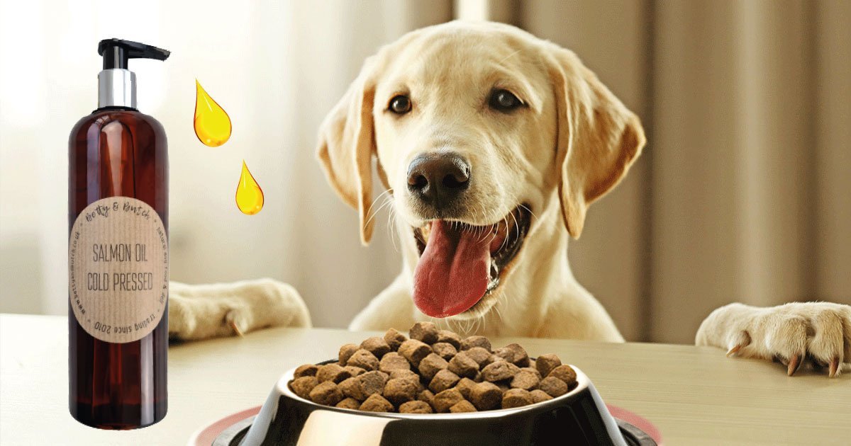 Health Benefits of Salmon Oil for Dogs The Facts and Nutrition