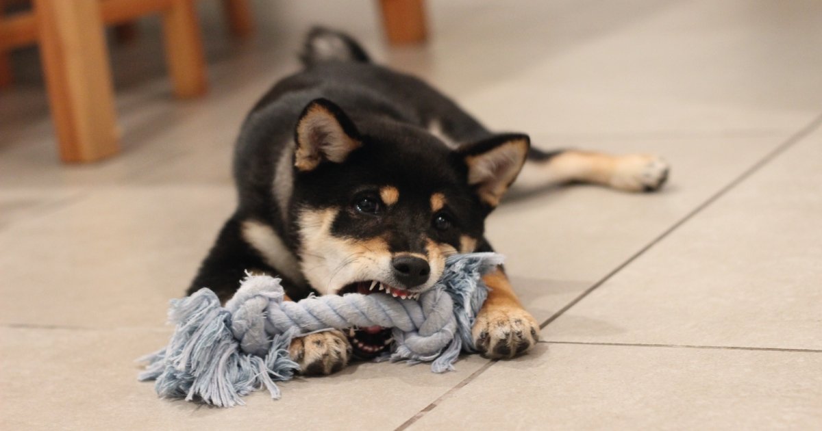 what food is good for teething puppies