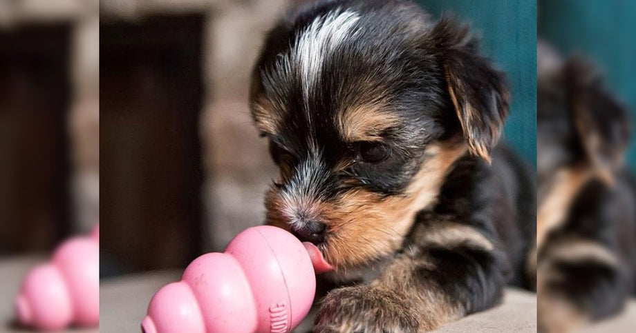 Best toys best sale for puppies