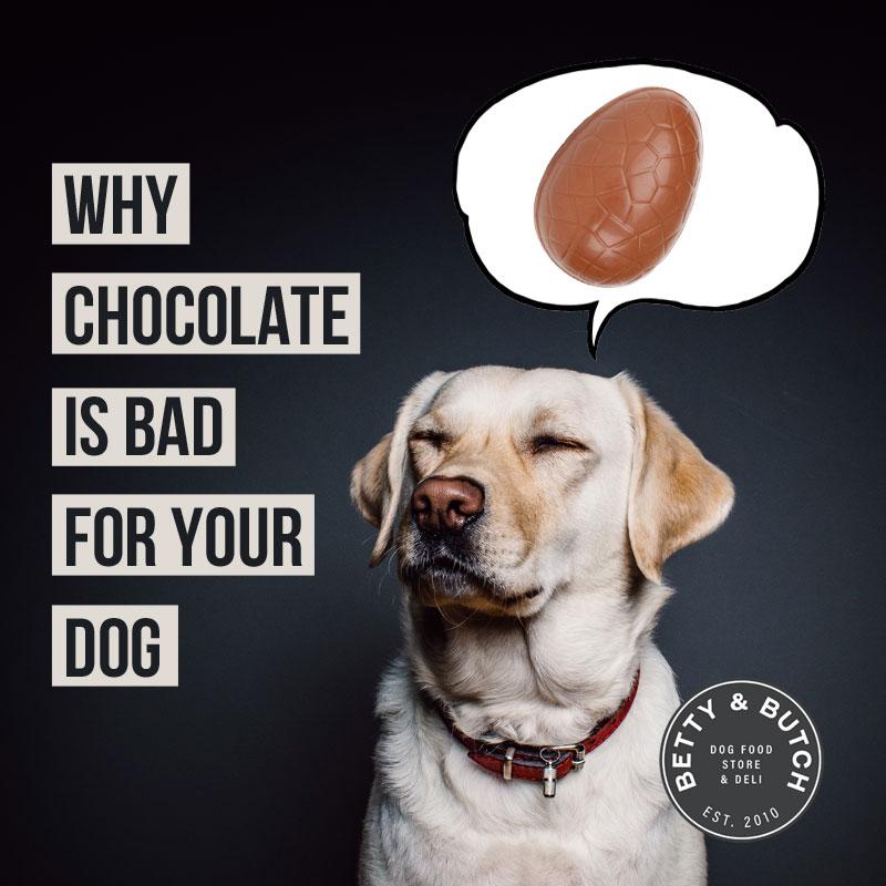 Why chocolate not good hotsell for dogs