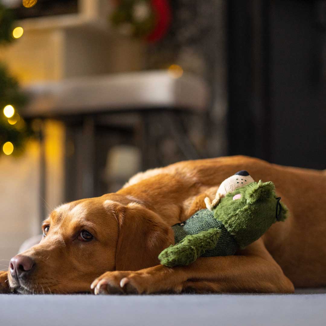 Forest Green Xmas Bear Dog Toy