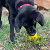 Large Honey Pot Durable Rubber Treat Dispenser & Enrichment