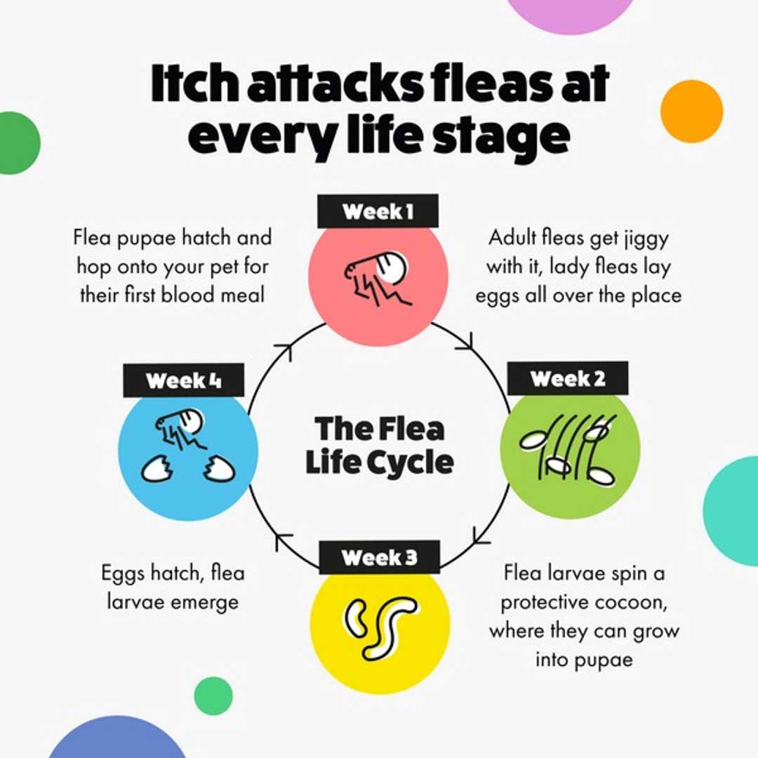 Itch Flea Spot On for Small Dogs 2 to 10kg 3 Pipettes