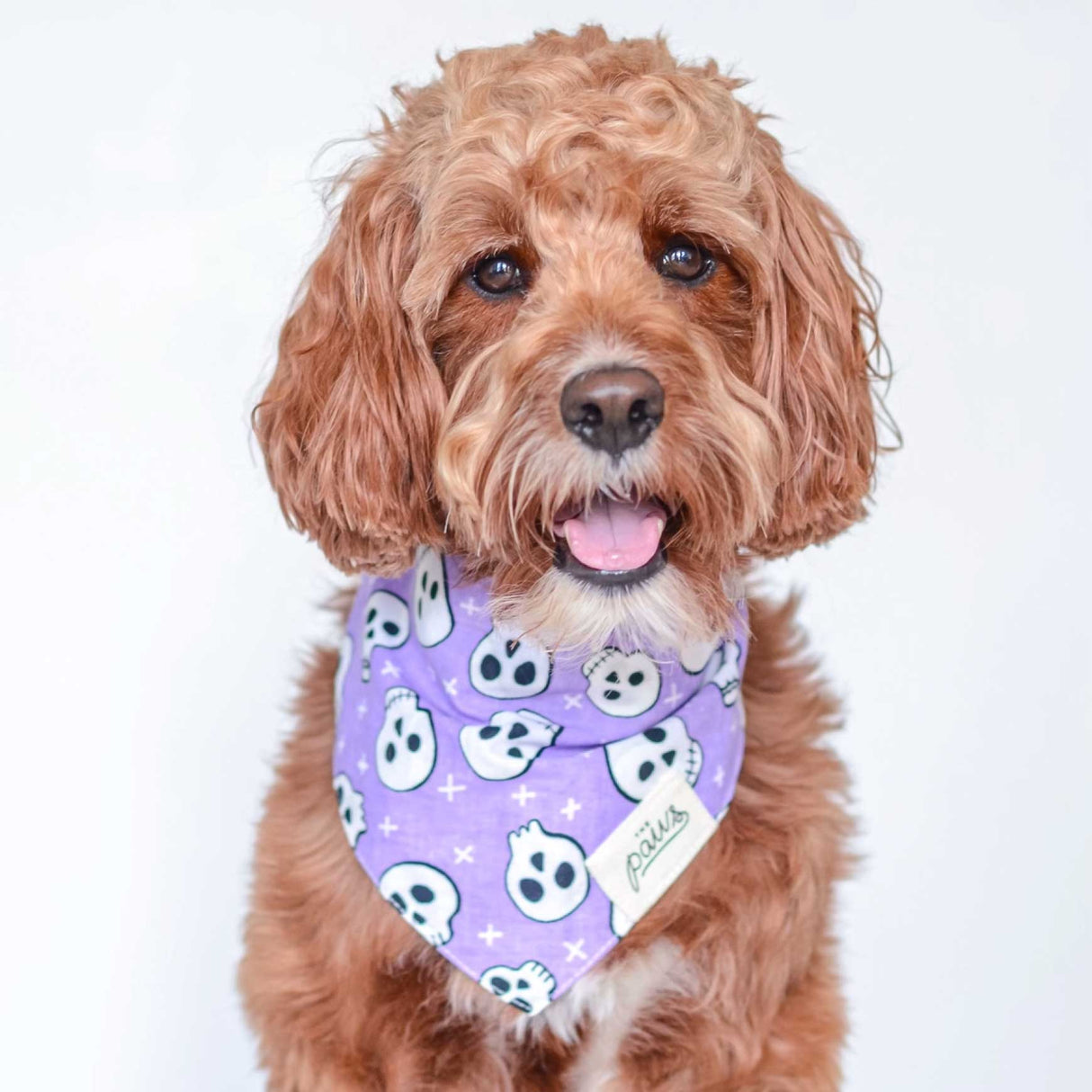 Skulls Dog Bandana