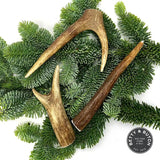 Durable Deer Antler Dog Chew - Good for Dog Dental Health and Care - BETTY & BUTCH®