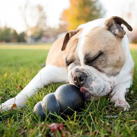 The KONG™ Extreme Dog Enrichment Feeding Toy for Strong Jaws - BETTY & BUTCH®